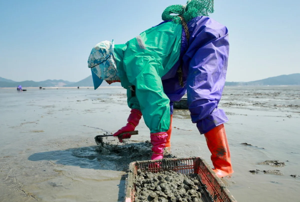Shellfish gathering (Haerujil) in a tidal-flat environment